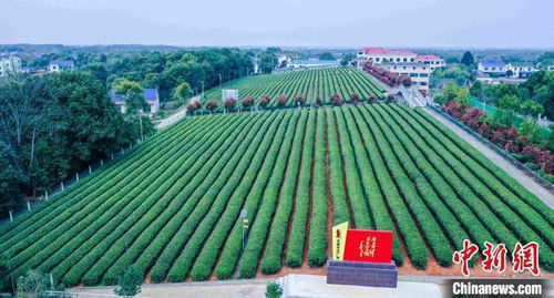 湖南农业大学与长沙望城区联合建设茶树 基因库
