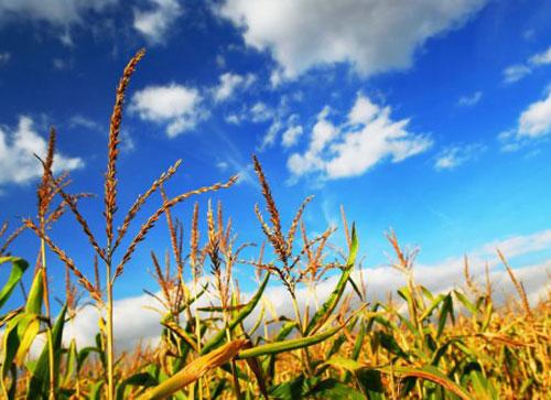 粮农组织呼吁利用生物技术推动农业可持续发展